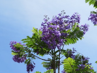 [画像2]熱海の初夏を告げる花「ジャカランダ」。咲くか、咲かないか、その年になってみないと分からない。 そんなちょっと気まぐれなジャカランダの花。1990年に熱海市の国際姉妹都市、ポルトガルの力スカイス市から贈
