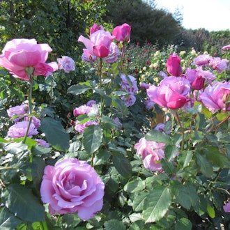 [Image2]Autumn roses are in full bloom