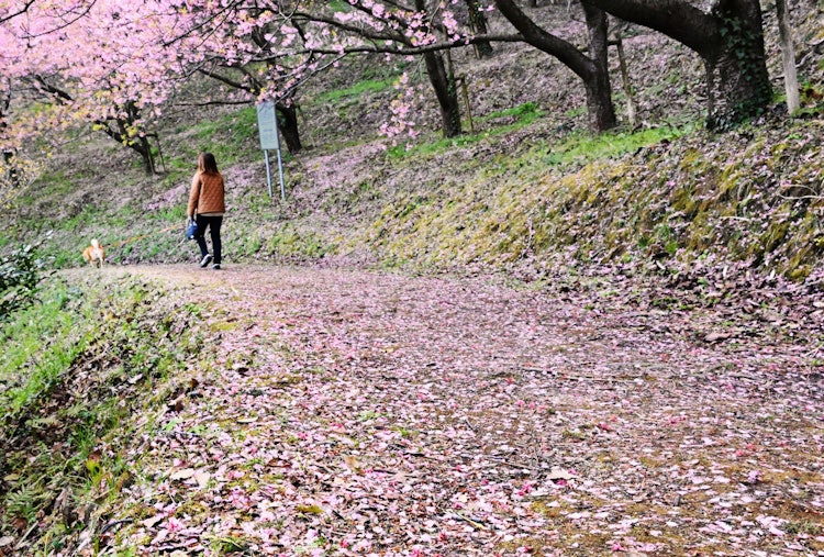 [이미지1]위치: 에히메현 이마바리시 오니시초가와즈 벚꽃이 떨어지기 시작한 길을 따라 산책
