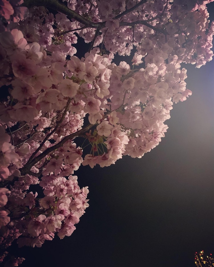 [이미지1]산책하는 동안 밤에 벚꽃이 피는 특별한 느낌.#봄