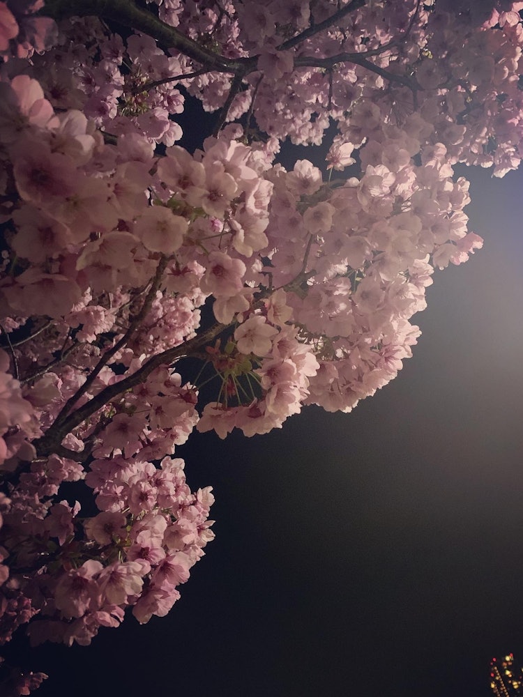 [Image1]The special feeling of cherry blossoms at night while strolling.#Spring