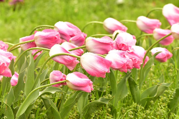 [Image1]Everyone ~ Thank you!Photographed at Magi Hills Park, Nara PrefectureThe tulips, which were affected