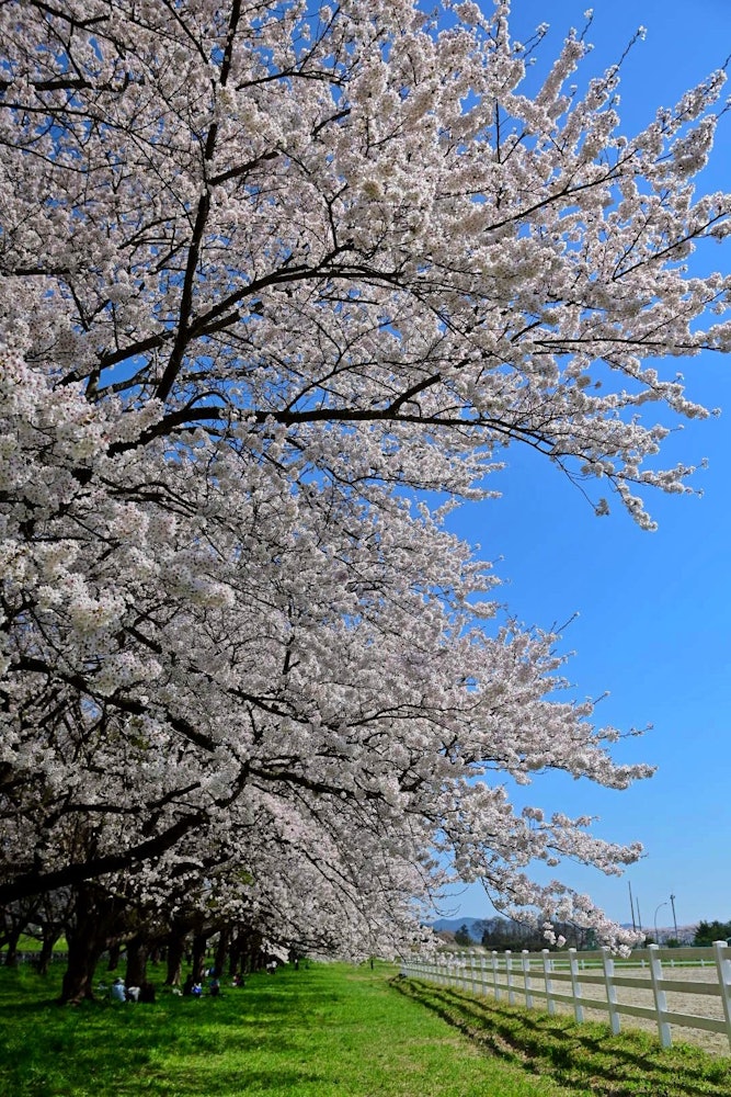 [相片1]這是岩手縣水澤賽馬場的一排櫻花樹目前只有日期，但它將是開放的下面的綠色和櫻花之間的對比非常好