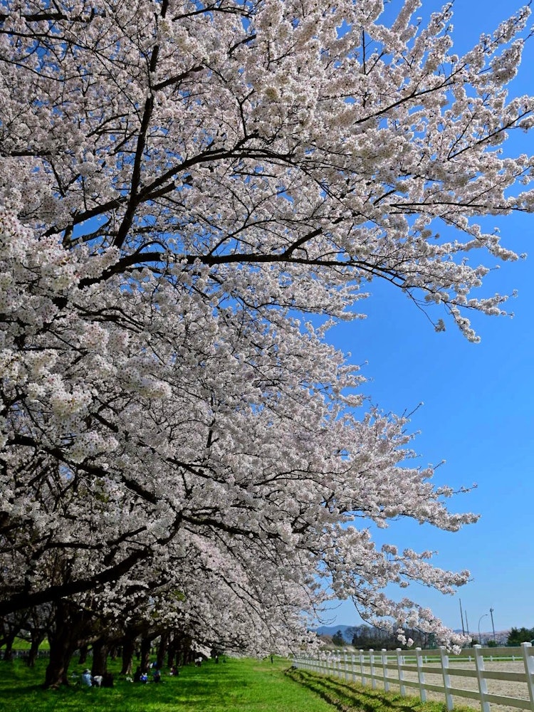 [画像1]岩手県の水沢競馬場の桜並木ですこの時期だけ日程もありますが開場されます下のグリーンと桜のコントラストとても素敵でした