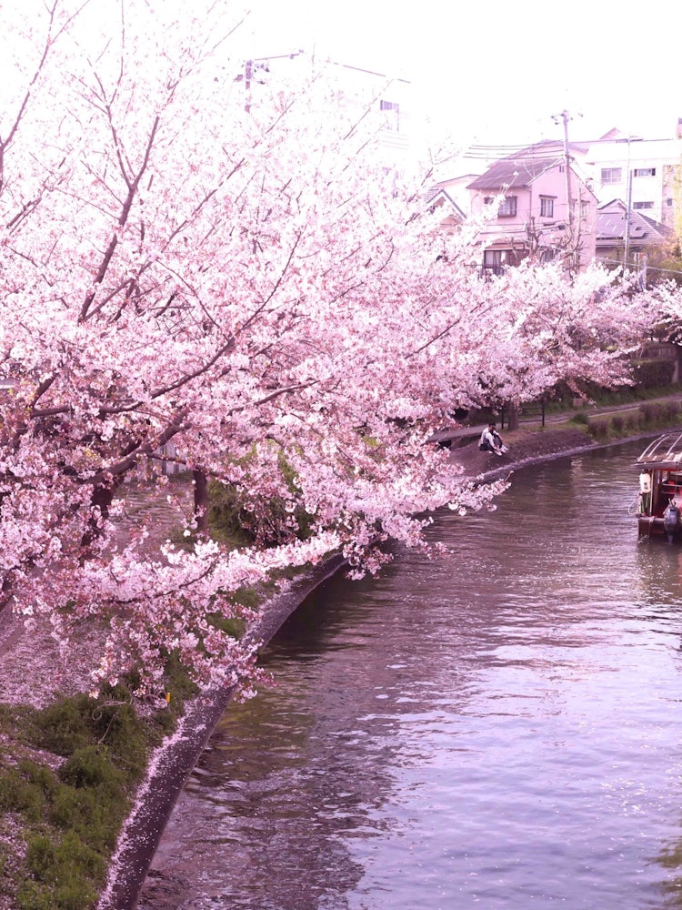 [相片1]这是一艘位于京都伏见的10石船。河床上有一排樱花树。登车时赏樱你可以享受它。