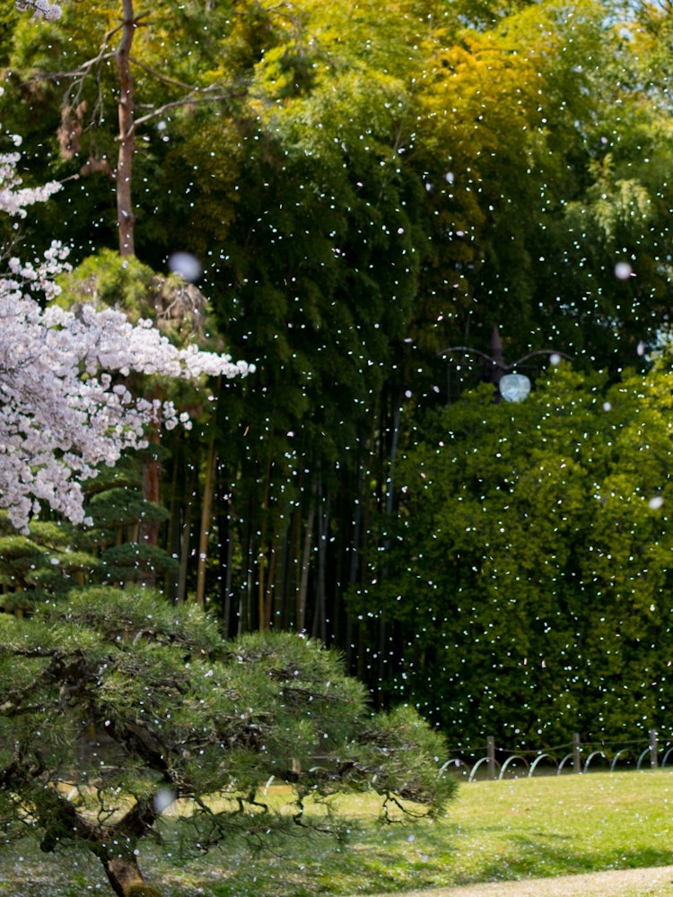 [画像1]日本三名園の後楽園です。広い敷地とゴミ一つ、雑草すら見当たらない庭園に感動です。桜吹雪にうっとりです。
