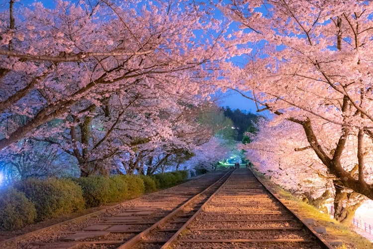 [画像1]京都にある蹴上インクライ。桜が満開近くになると夜な夜なカメラマンが大勢集まりだし写真を撮っています。早朝ブルーアワーに撮影、街灯や信号の光で幻想的な色合いになります。