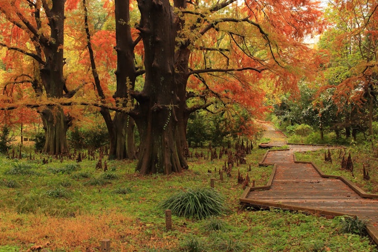 [相片1]【秋天在城市中心散步】~這是一個你會忘記自己在東京都府的空間。~從地里冒出來的根很可愛~（笑）~地點：新宿御苑