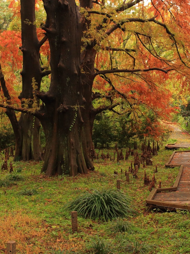 [Image1]【Autumn walk in the middle of the city】~It's a space where you'll forget you're in the prefectural c