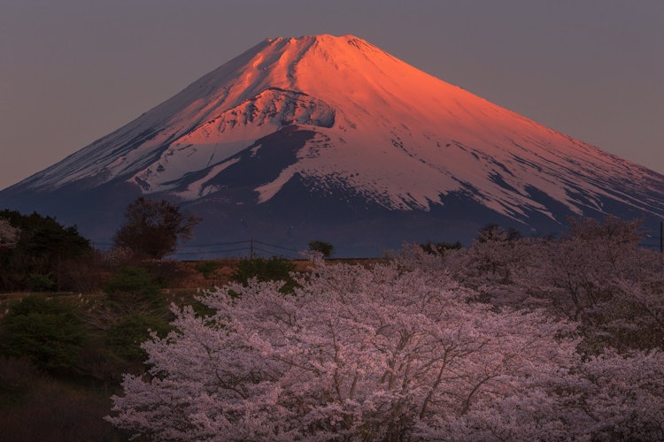 [이미지1]아침 햇살에 물들이다붉은 후지산과 일출의 벚꽃스소노시, 시즈오카