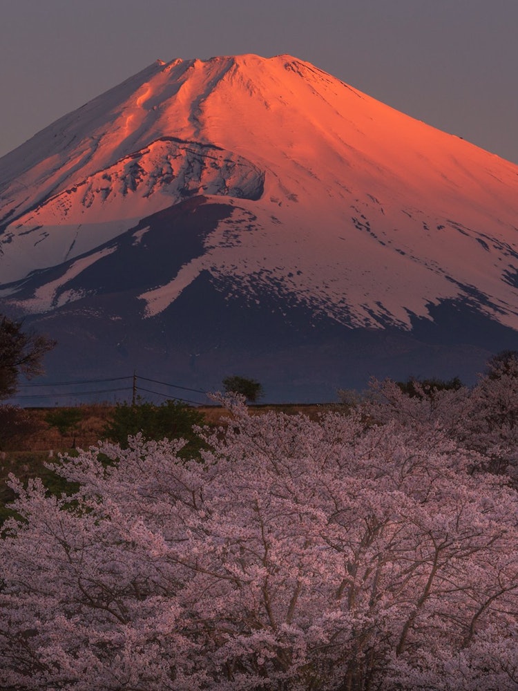 [Image1]Dyed in the Morning SunRed Mt. Fuji and cherry blossoms at sunriseSusono City, Shizuoka