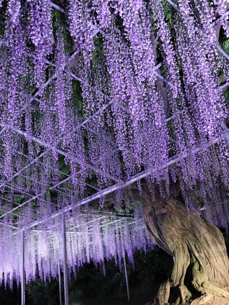 [画像1]栃木県足利市にある、藤の花が有名な『あしかがフラワーパーク』。夜のライトアップ。