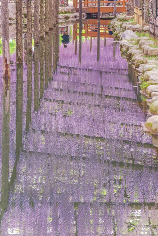 [相片1]爱知县对马市的紫藤这是一个美丽的公园，有一个漂亮的紫藤棚架和一个紫藤格子，回到河边。