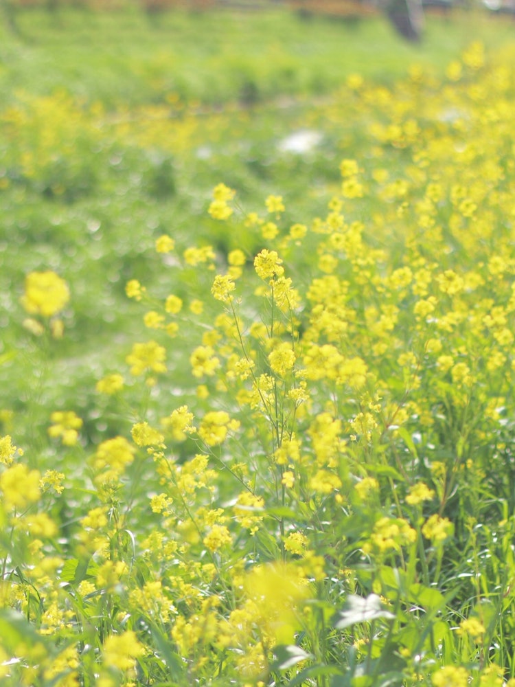 [Image1][Photo location] Chofu City, TokyoI photographed the rape blossoms of the Nogawa River flowing throu
