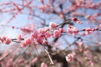 [相片2]【大阪城 梅林公園】2024年2/14現在開花情報：7分咲 いよいよ花見samuraihonor.com  大阪城郭梅古林公園截至2024年2月14日開花資訊：開花7分鐘，終於到了賞櫻的時候了。