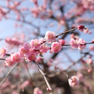 [画像2]【大阪城 梅林公園】2024年2/14現在開花情報：7分咲 いよいよ花見samuraihonor.com  大阪城梅五輪公園2024年2月14日現在開花情報:開花7分、いよいよ桜の見頃。