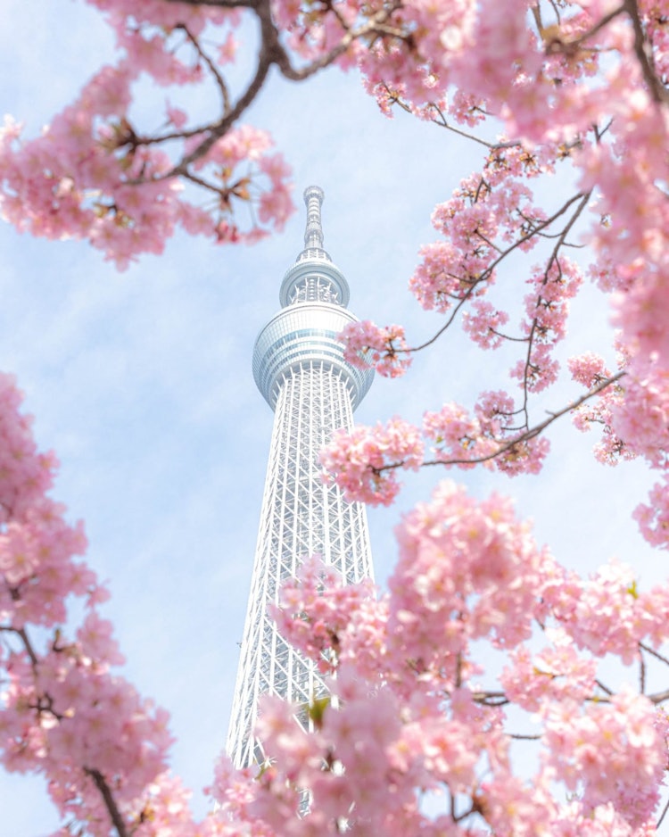 [Image1]Sky Tree cherry blossoms wrapped in Kawazu cherry blossomsThis is the Sky Tree, the world's largest 