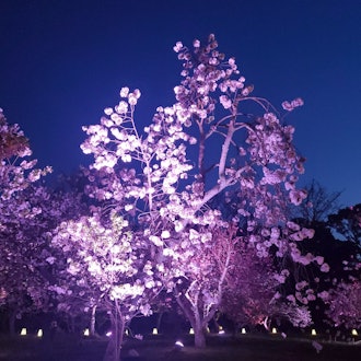 [Image2]I like ♡ the cherry blossom season