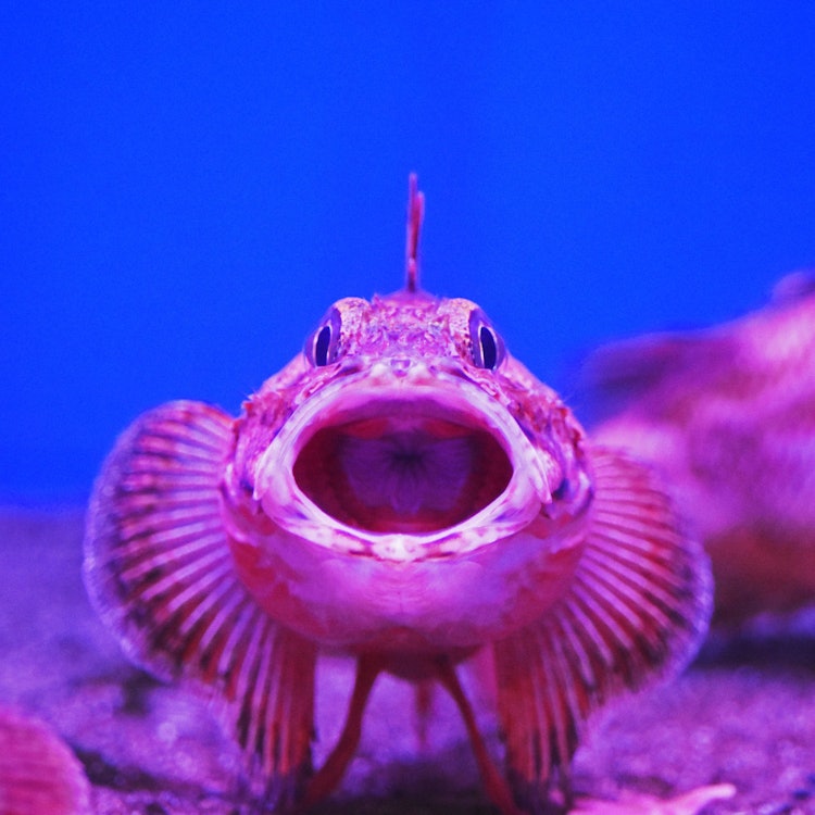 [画像1]大あくびをする「キチジ」です。別名では「キンキ」「メンメ」とも呼ばれています。餌の時以外は、ほぼほぼじーっとしています。このような姿は、なかなか見ることが出来ません！！とても美味しい高級魚です。