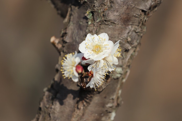 [相片1]这也是江东梅林。品种繁多。 很难拍李子的照片... 如果是樱花，它们正在盛开，所以这是欺骗性的。 （笑）