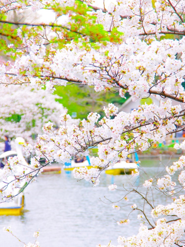 [Image1]Cherry Blossom Record 🌸There were a lot of swan boats floating (о ́∀'о)⛲ Inokashira Park