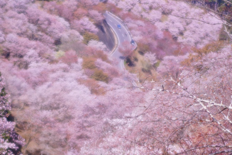 [相片1]吉野的千朵樱是樱花，樱花，目之所及的樱花。这确实是一个像东玄京一样的地方。这些照片也是在东玄京的图像中以柔焦拍摄的。