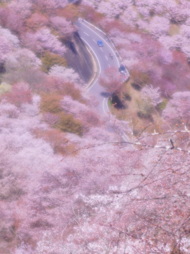 [Image1]The thousand cherry blossoms in Yoshino are cherry blossoms, cherry blossoms, cherry blossoms as far