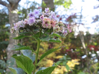 [Image1]Hydrangeas that have passed the summer and welcomed autumnTurning into an antique color over timeIt 