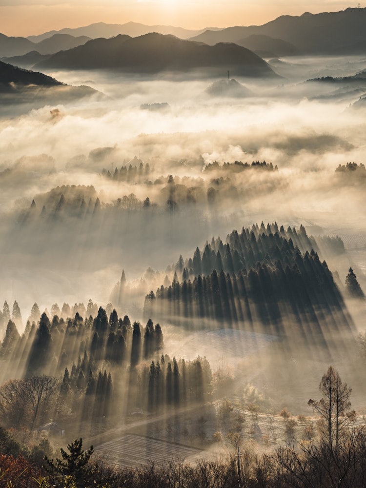 [画像1]京都府の夜久野高原での一枚．朝日と程よい量の雲海が織りなす光の筋が絶景でした．