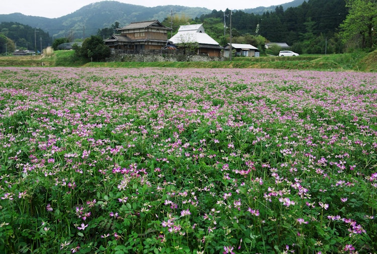[Image1]Astragalus fields in the Amano district of Katsuragi Town, Wakayama Prefecture, a place of world cul