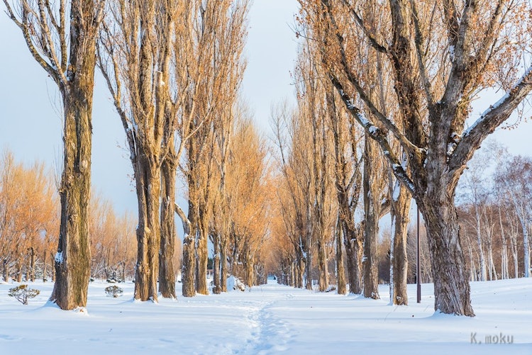 [相片1]冬季绿树成荫的大道