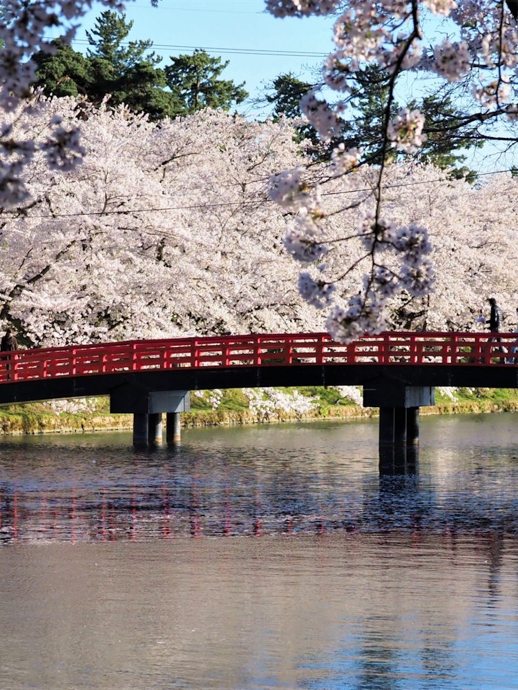 [画像1]青森県 弘前公園の桜 コロナ禍で、弘前城のお花見は、一方通行立ち止り禁止の多い、例年と違うお花見となりました。