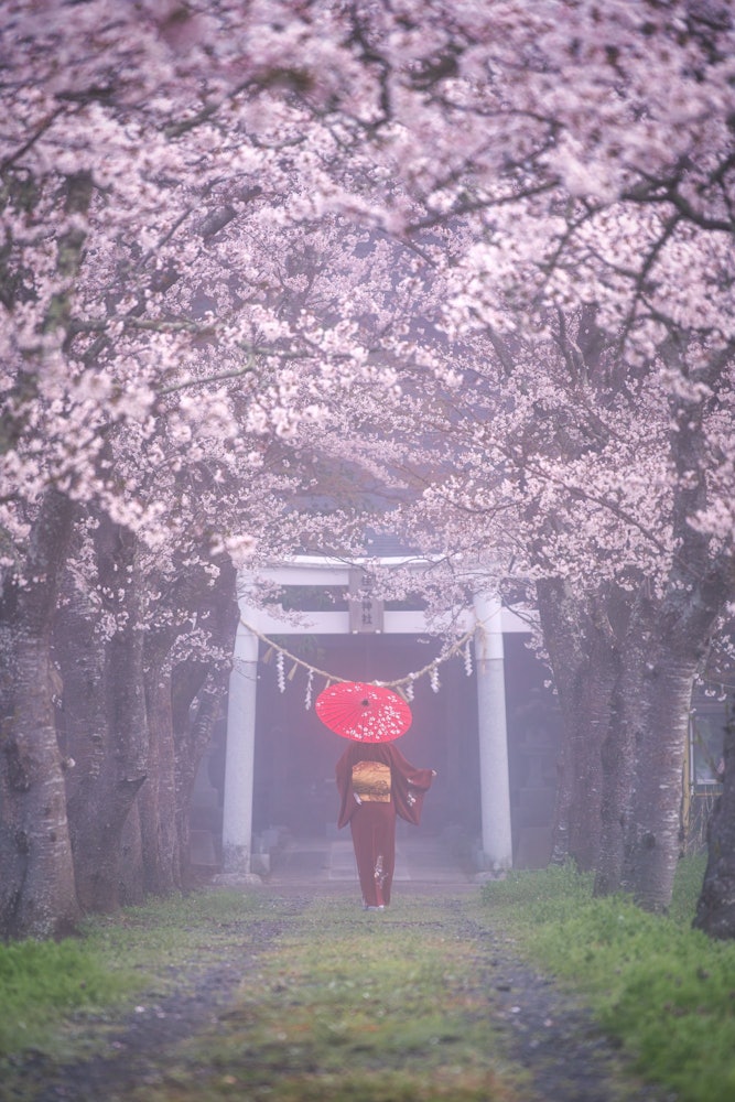 [画像1]住吉神社こちらは宮城県角田市にある神社で、嘉暦元年（1326年鎌倉時代）3月29日に攝津国（現大阪市）の住吉神社の御分霊を勧請して創建したと伝えられているそうです。約100mの参道に美しく咲き誇る桜が