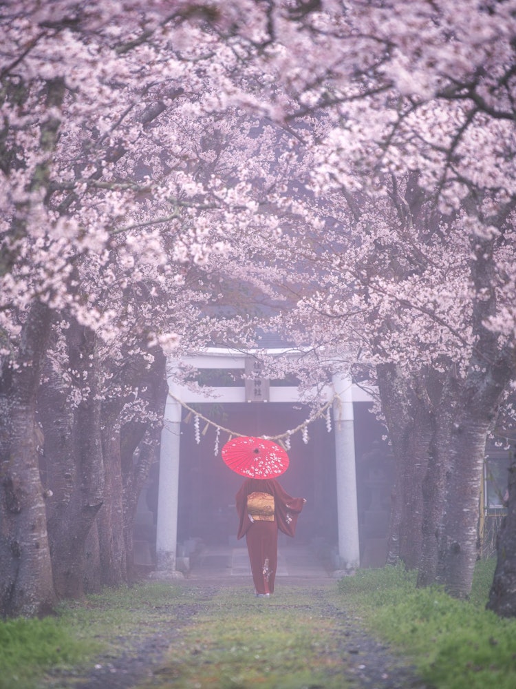 [画像1]住吉神社こちらは宮城県角田市にある神社で、嘉暦元年（1326年鎌倉時代）3月29日に攝津国（現大阪市）の住吉神社の御分霊を勧請して創建したと伝えられているそうです。約100mの参道に美しく咲き誇る桜が