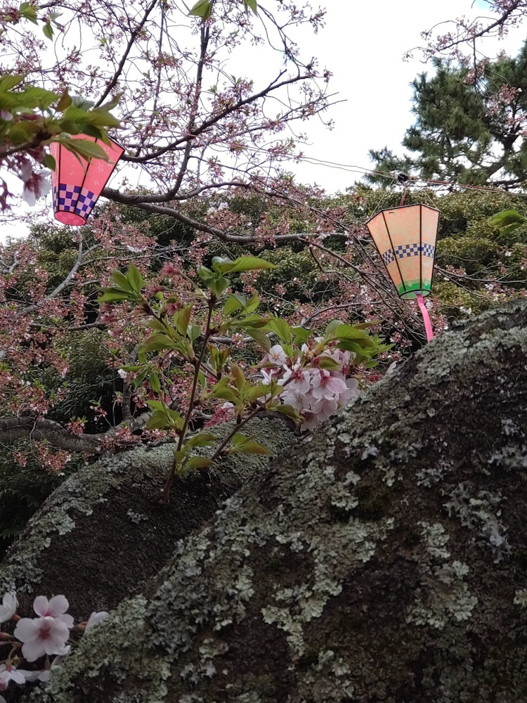 [相片1]葉櫻花也很漂亮✿