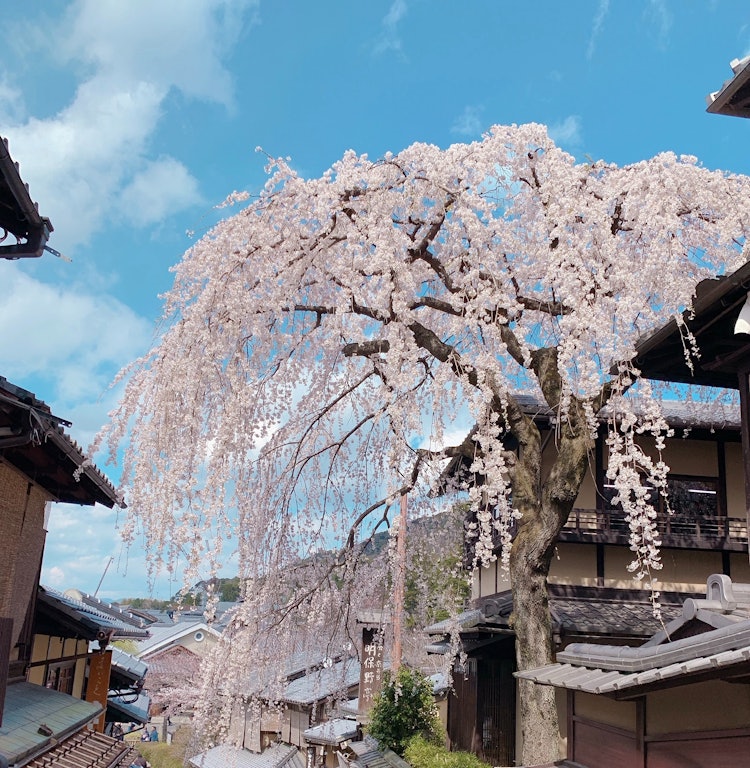 [画像1]これより綺麗な桜を見たことがないってくらい。 みんなが何も気にせず笑顔で花見をできる日が戻りますように。