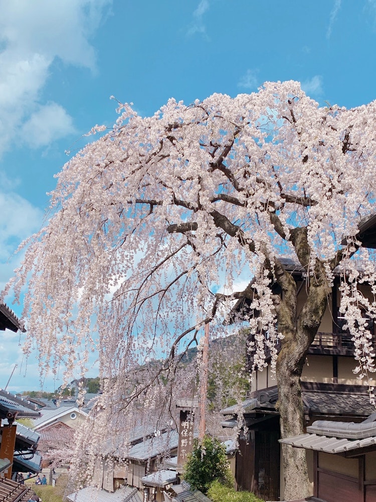 [Image1]I've never seen a cherry blossom more beautiful than this. I hope that the day will return when ever