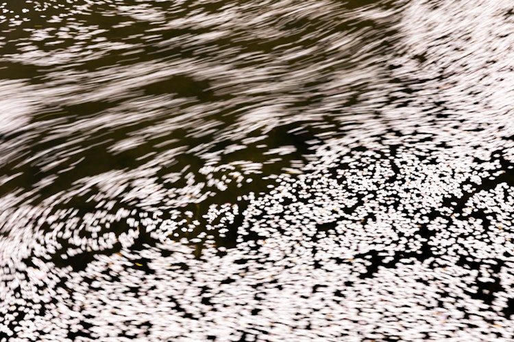 [相片1]五條川是100個最佳賞櫻景點之一。 在河中流淌的櫻花花瓣有助於表達泉水的流動，乘著急流或漂浮在河面上等待輪到它們。