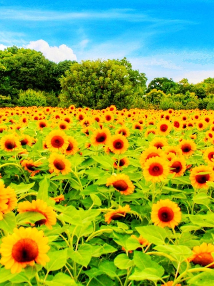 [Image1]I was energized by the sight of sunflowers.