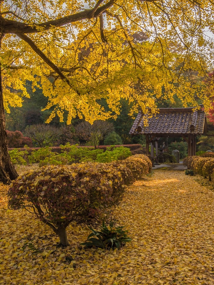 [Image1]A yellow world woven by a single large ginkgo tree