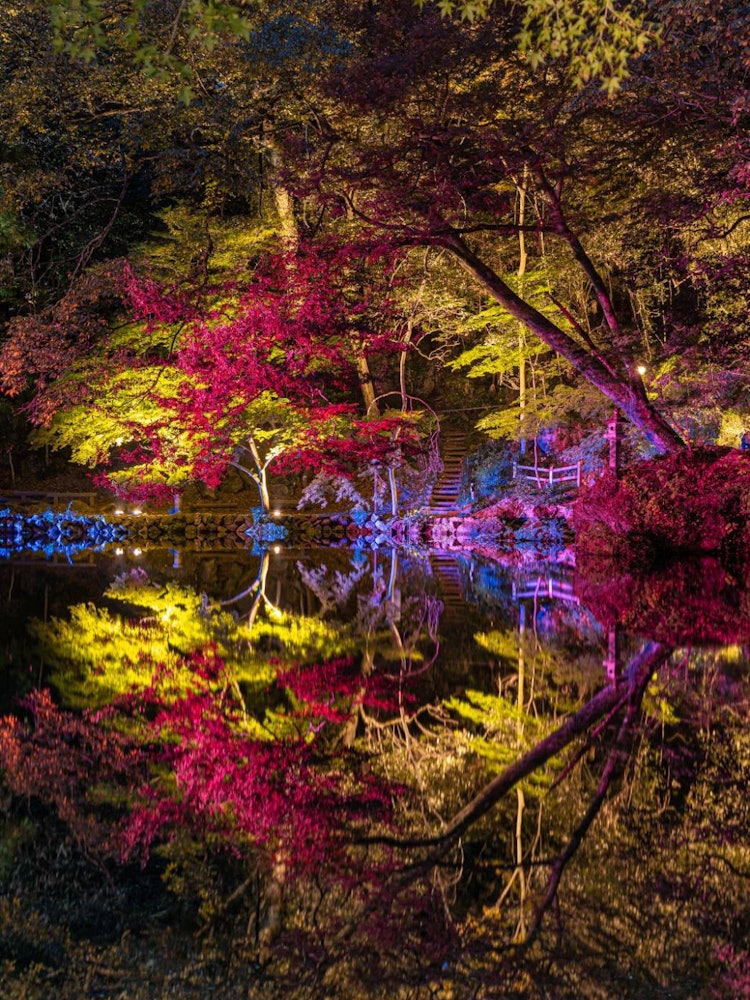 [画像1]今年から始まった「出流原弁天池」こちらは、栃木県佐野市にある　　　　　　「出流原弁天池」今年から夜間のライトアップを行い始めました！弁天池との反射は美しく別世界を見ることができます！撮影地　栃木県佐野