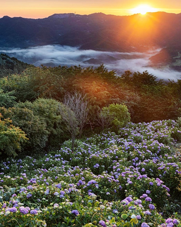 [相片1]绣球花田被晨曦照亮这可以在翡翠县拍摄它是×云海×日出，冉冉升起的太阳。在这个时期，出现了🤤罕见的云海