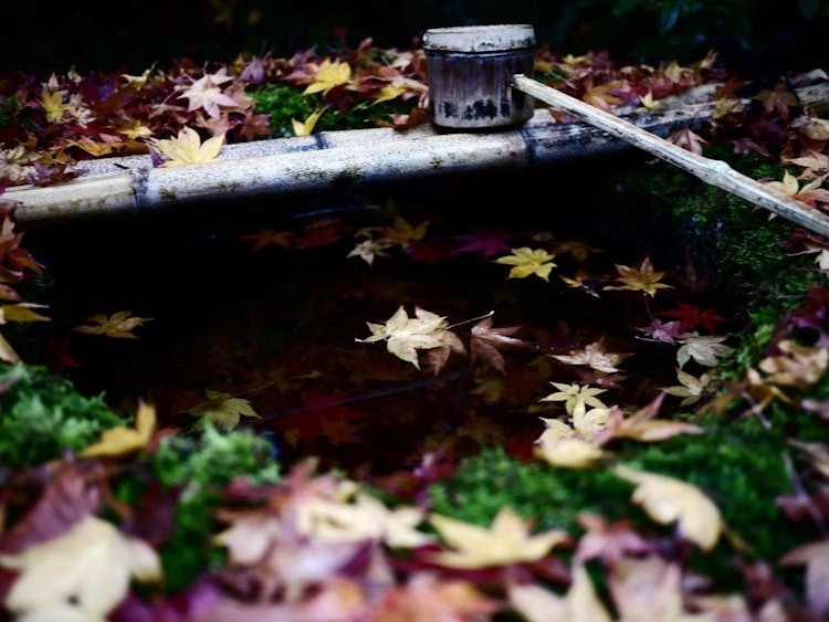 [画像1]京都の高桐院の紅葉