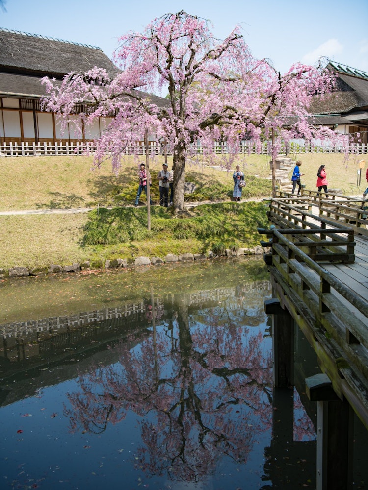 [Image1]Japan Kairakuen of the Three Famous Gardens.I am impressed by the large grounds, the garden, not eve
