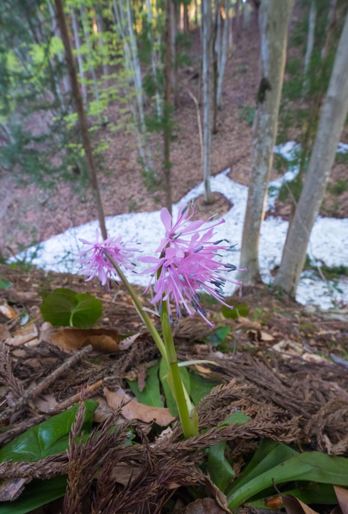 [画像1]新潟県綺麗なブナの林で有名な、美人林の中にショウジョウバカマの花が雪に負けないで咲いていました。
