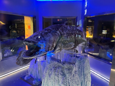 [相片1]一种活化石，一种腔棘鱼。在零下20°C冷冻储存。由于华盛顿公约的规定，这似乎是世界上只能在这里看到的罕见外观！