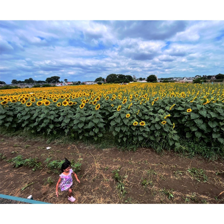 [相片1]阳光明媚和温暖的夏日最适合户外活动和短途前往花田。向日葵农场是孩子们最好的夏日景点之一。他们四处奔跑，亲近大自然。在这里，两个小孩子在向日葵田的清濑向日葵田享受他们的一日游。