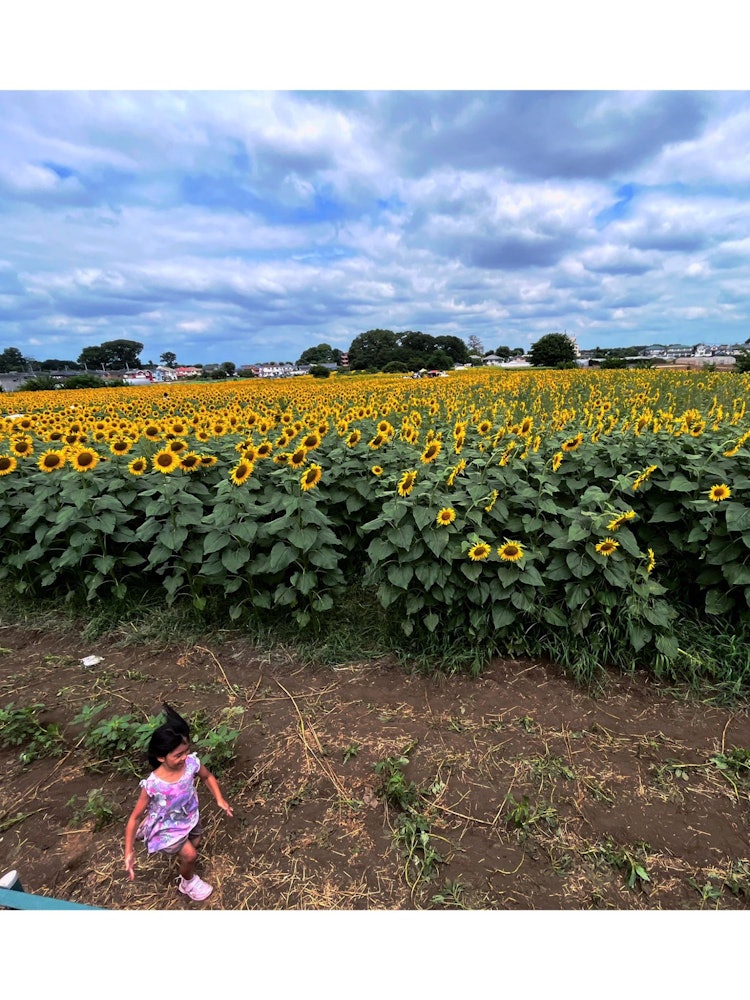 [Image1]Sunny and warm summer days are best for outdoor activities and short trip to the flower fields. Sunf