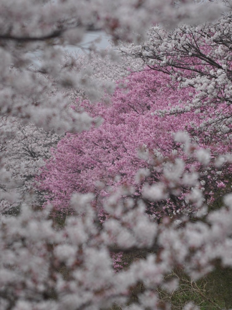 [Image1]There was a spot near my house where dark pink cherry blossoms and light pink cherry blossoms bloome