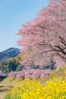 [画像1]第26回みなみの桜と菜の花まつり期間：2/1～3/10（開催中）写真：Otsuka Tokiya